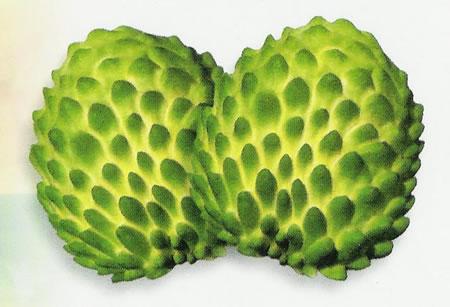 “释迦”－番荔枝